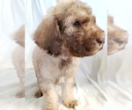 Small Photo #8 Poodle (Standard) Puppy For Sale in ODESSA, WA, USA