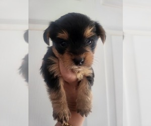 Yorkshire Terrier Puppy for sale in PLACITAS, NM, USA