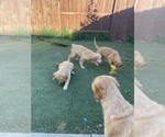 Small Photo #5 Golden Retriever Puppy For Sale in ROSEVILLE, CA, USA