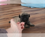 Puppy 1 Poodle (Toy)-Pug Mix