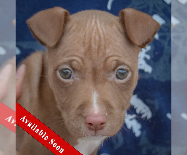 Medium Photo #1 American Staffordshire Terrier-Boxer Mix Puppy For Sale in Huntley, IL, USA