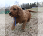 Small Photo #6 Goldendoodle (Miniature) Puppy For Sale in EFLAND, NC, USA