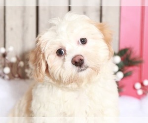 Zuchon Puppy for sale in MOUNT VERNON, OH, USA