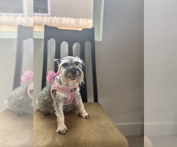 Medium Photo #1 Schnauzer (Miniature) Puppy For Sale in RESCUE, CA, USA
