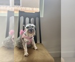 Small Photo #1 Schnauzer (Miniature) Puppy For Sale in RESCUE, CA, USA