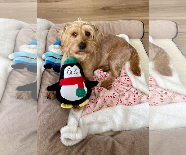 Medium Photo #3 Doxiepoo (Miniature) Puppy For Sale in Mission Viejo, CA, USA