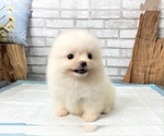 Small Photo #10 Pomeranian Puppy For Sale in LOS ANGELES, CA, USA