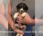 Small #12 Australian Shepherd