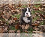 Puppy 1 Boston Terrier-English Bulldog Mix