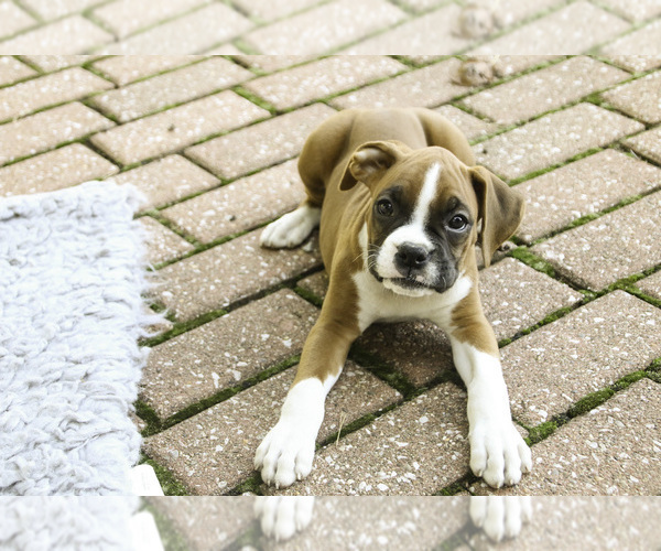 Medium Photo #2 Boxer Puppy For Sale in SHIPSHEWANA, IN, USA