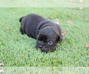 English Bulldog Puppy for sale in BLACKHAWK, CA, USA