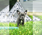 Small Photo #1 French Bulldog Puppy For Sale in CLINTON, MD, USA