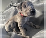 Puppy Pecan Great Dane