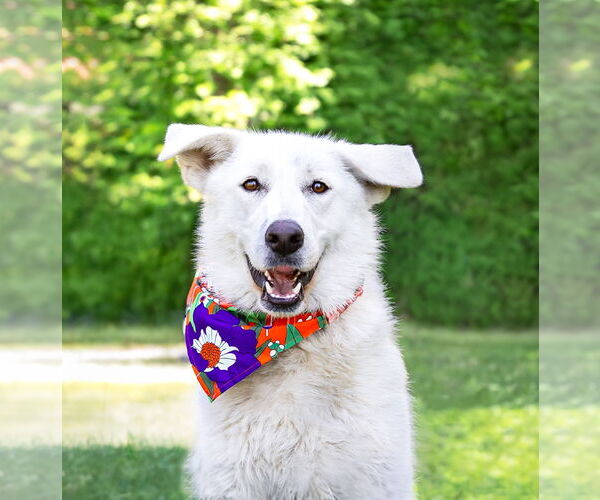 Medium Photo #5 Labrenees Puppy For Sale in Unionville, PA, USA