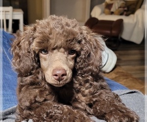 Poodle (Miniature) Puppy for Sale in PIONEER, California USA