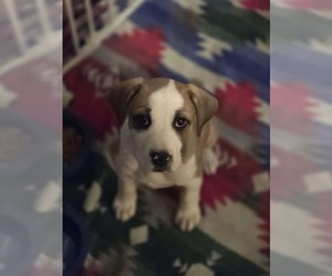 Charlie Brown - Male Mutt Dog for Adoption - Photo #2