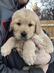 Golden Retriever Puppy for sale in ROLETTE, ND, USA