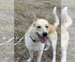 Small #2 Huskies  Mix