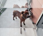 Small #1 American Pit Bull Terrier Mix
