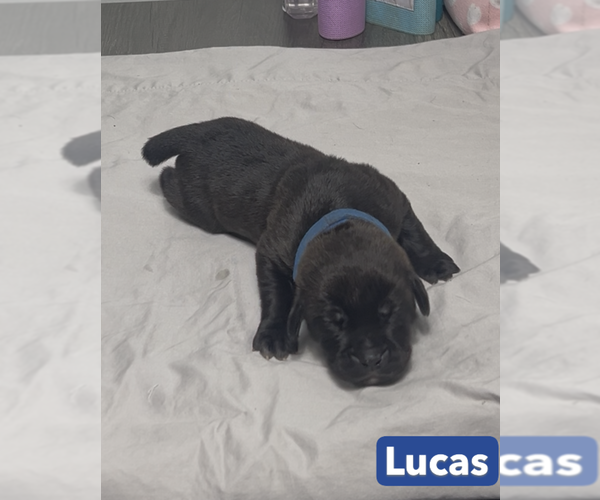 Medium Photo #8 Cane Corso Puppy For Sale in MOUNT MORRIS, MI, USA