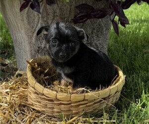 Rat Terrier Puppy for sale in WITHEE, WI, USA