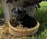 Small Rat Terrier