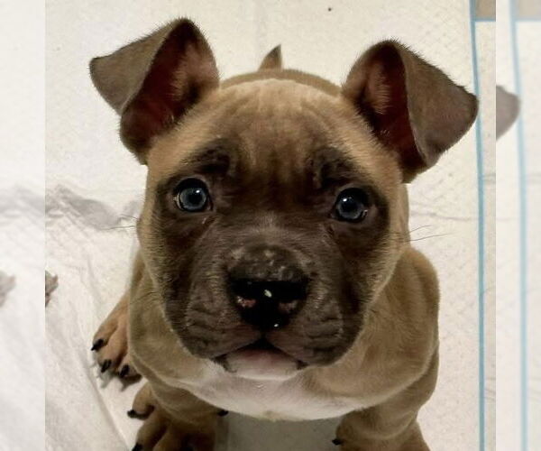 Medium Photo #1 Mutt Puppy For Sale in Newfield, NJ, USA