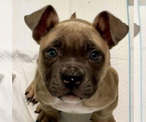 Mutt Dogs for adoption in Newfield, NJ, USA