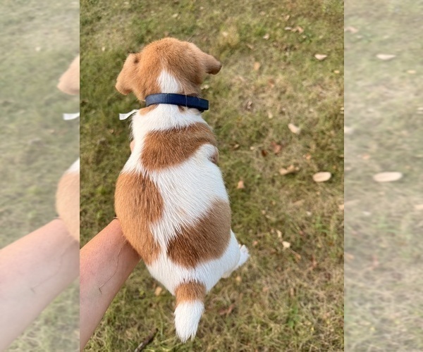 Medium Photo #2 Jack Russell Terrier Puppy For Sale in FREEMAN, MO, USA