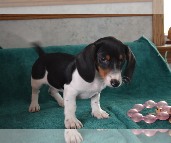 Medium Photo #3 Dachshund Puppy For Sale in GREENWOOD, WI, USA