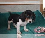 Small #2 Dachshund