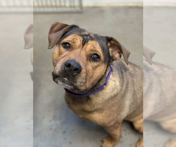 Medium Photo #6 Mutt Puppy For Sale in Bemidji, MN, USA