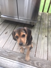 Beagle-Miniature American Shepherd Mix Dogs for adoption in MARIETTA, GA, USA