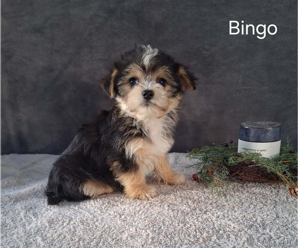 Medium Photo #3 Yo-Chon Puppy For Sale in MOUNT PLEASANT, MI, USA