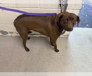 Chihuahua Dogs for adoption in San Bernardino, CA, USA