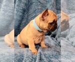 Small Photo #5 French Bulldog Puppy For Sale in WINDYVILLE, MO, USA