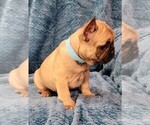 Small #4 French Bulldog