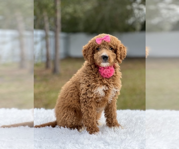 Medium Photo #7 Goldendoodle (Miniature) Puppy For Sale in FROSTPROOF, FL, USA