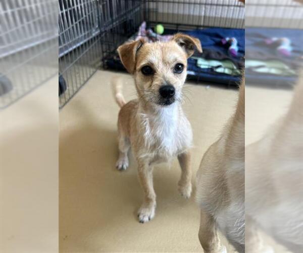 Medium Photo #1 Chihuahua-Unknown Mix Puppy For Sale in Chula Vista, CA, USA