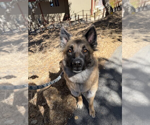 Medium Photo #6 Mutt Puppy For Sale in Salinas, CA, USA