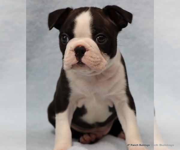 Medium Photo #26 Boston Terrier Puppy For Sale in WINNSBORO, TX, USA