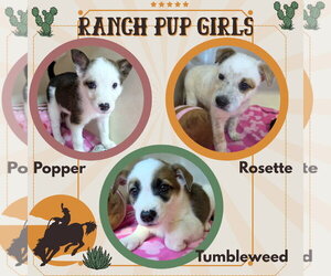 Mutt Dogs for adoption in Lindsay, CA, USA