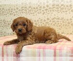 Small Photo #2 Cavapoo Puppy For Sale in DENVER, PA, USA