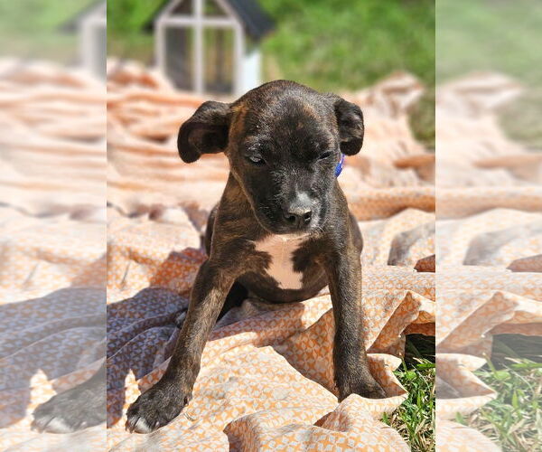 Medium Photo #5 Boston Huahua Puppy For Sale in Wakefield, RI, USA