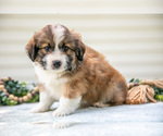 Small Photo #21 Aussiedoodle Miniature  Puppy For Sale in MILLERSBURG, OH, USA