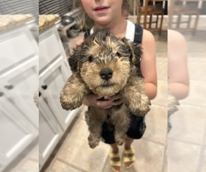 Lakeland Terrier Puppy for sale in SIMPSONVILLE, SC, USA
