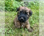 Small #1 Soft Coated Wheaten Terrier