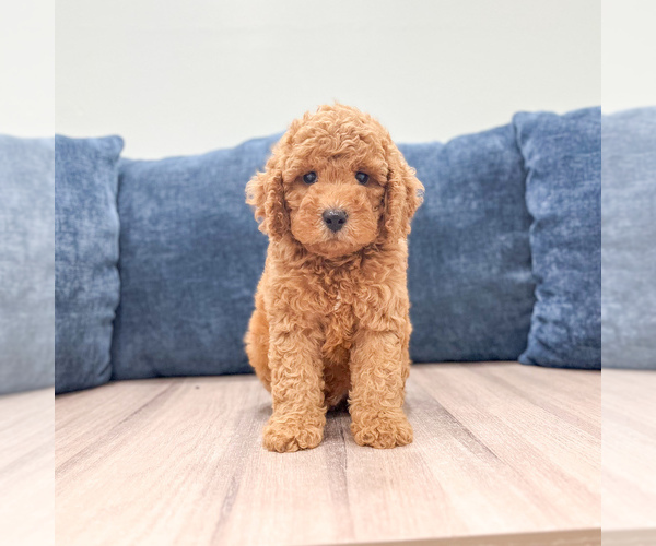 Medium Photo #1 Miniature Labradoodle Puppy For Sale in MILLERSBURG, OH, USA