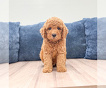 Small Miniature Labradoodle
