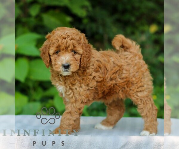 Medium Photo #4 Goldendoodle (Miniature) Puppy For Sale in EAST EARL, PA, USA